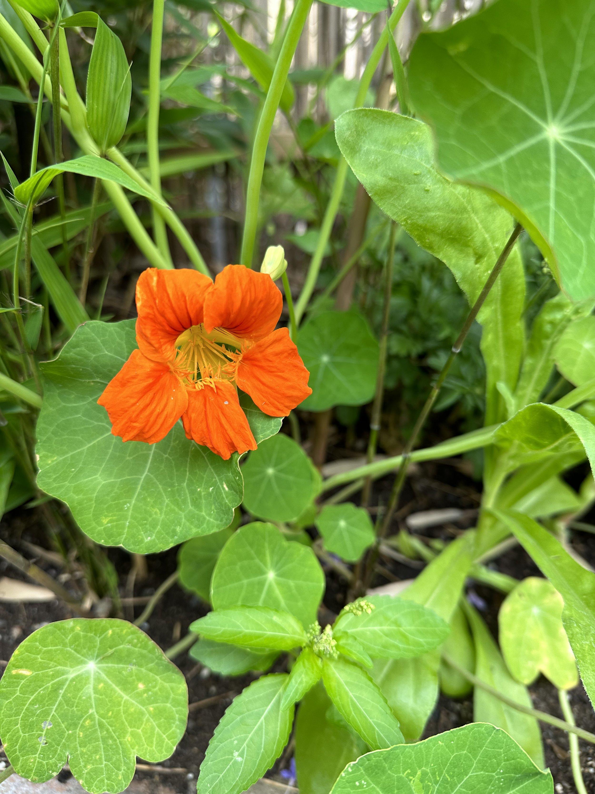 Utilizing Nasturtiums Companion Plants for Natural Pest Control ...