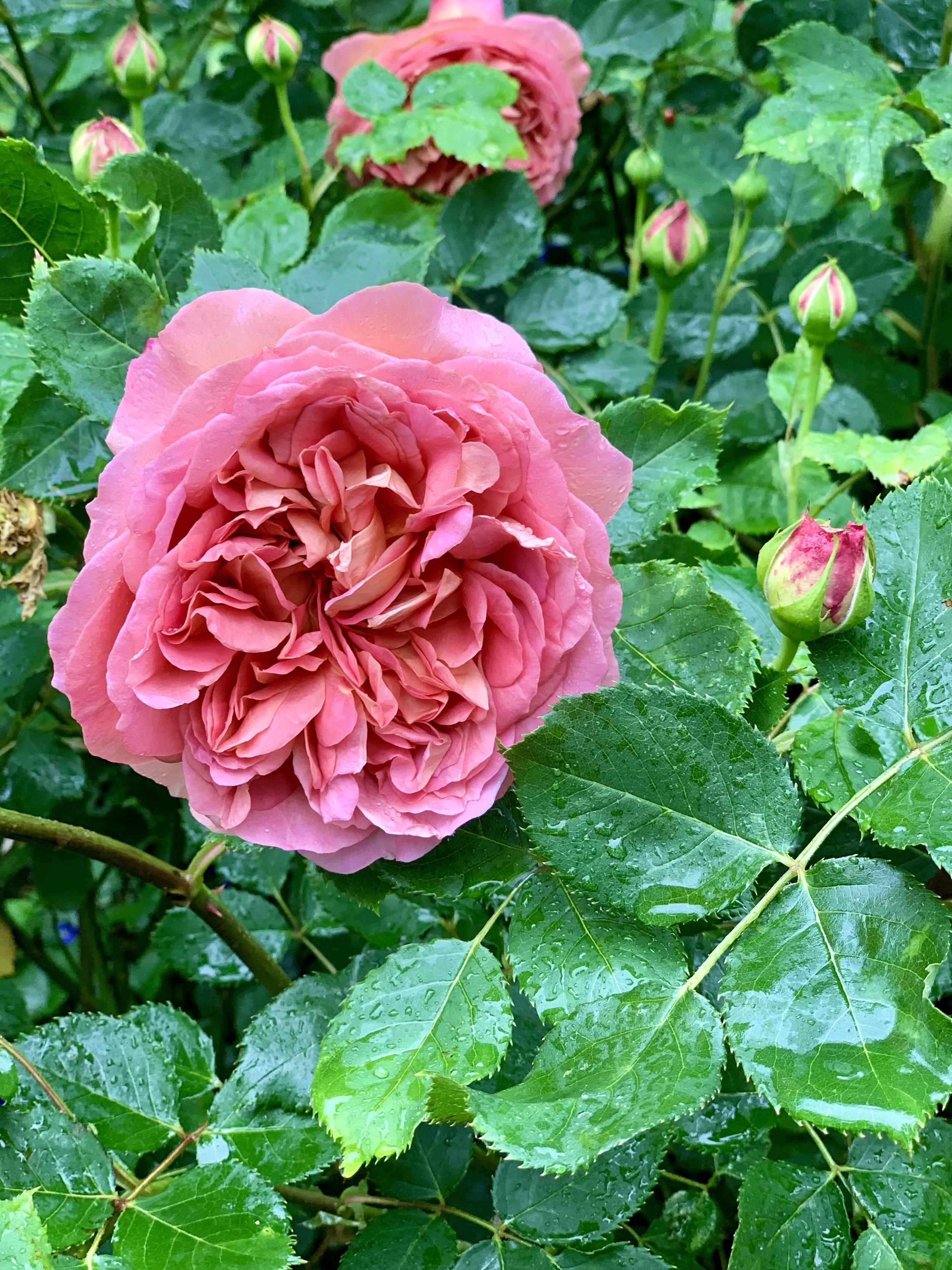 Companion Plants for Roses: The Perfect Partners — Meadowlark Journal