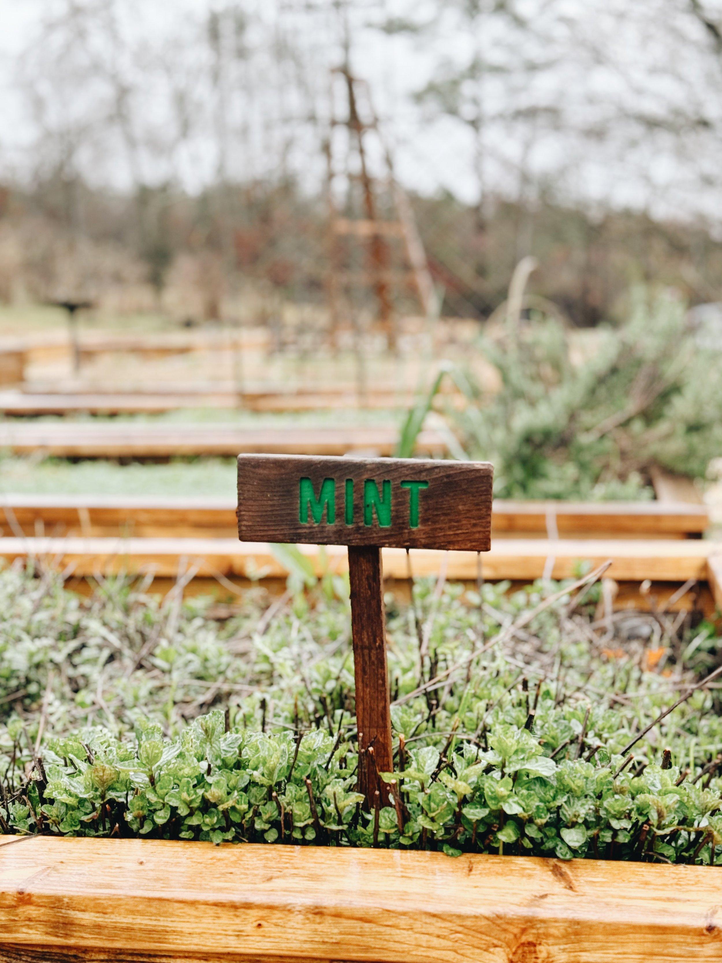 A Complete Guide To Growing Your Own Mint