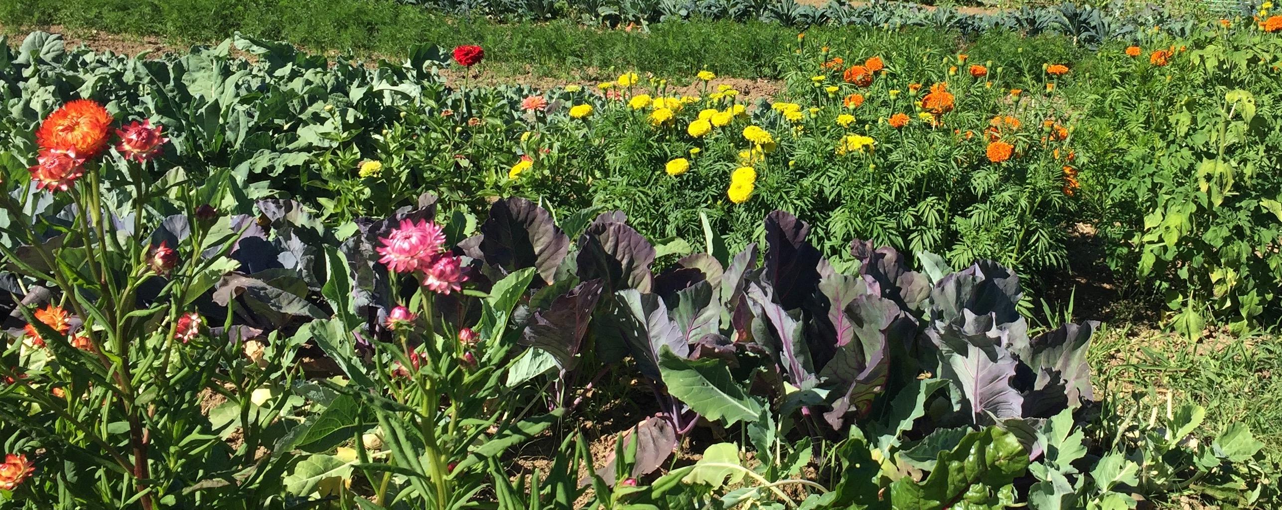 What Is Biodynamics? | Biodynamic Association