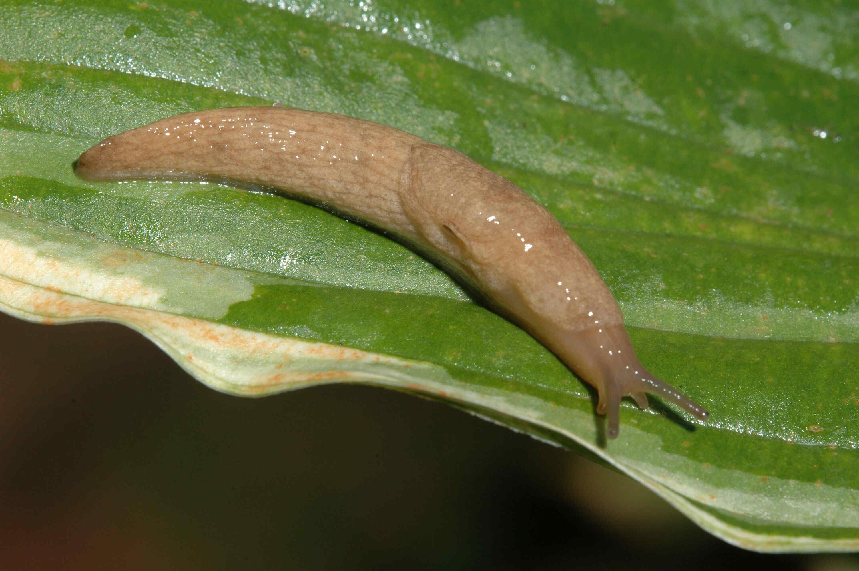 12 Best Facts About Slugs - Facts.net