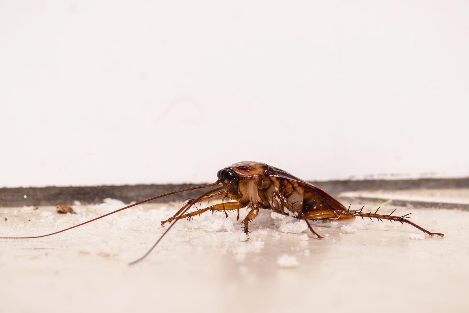 What Do Cockroaches Eat? Understanding a Cockroach's Diet