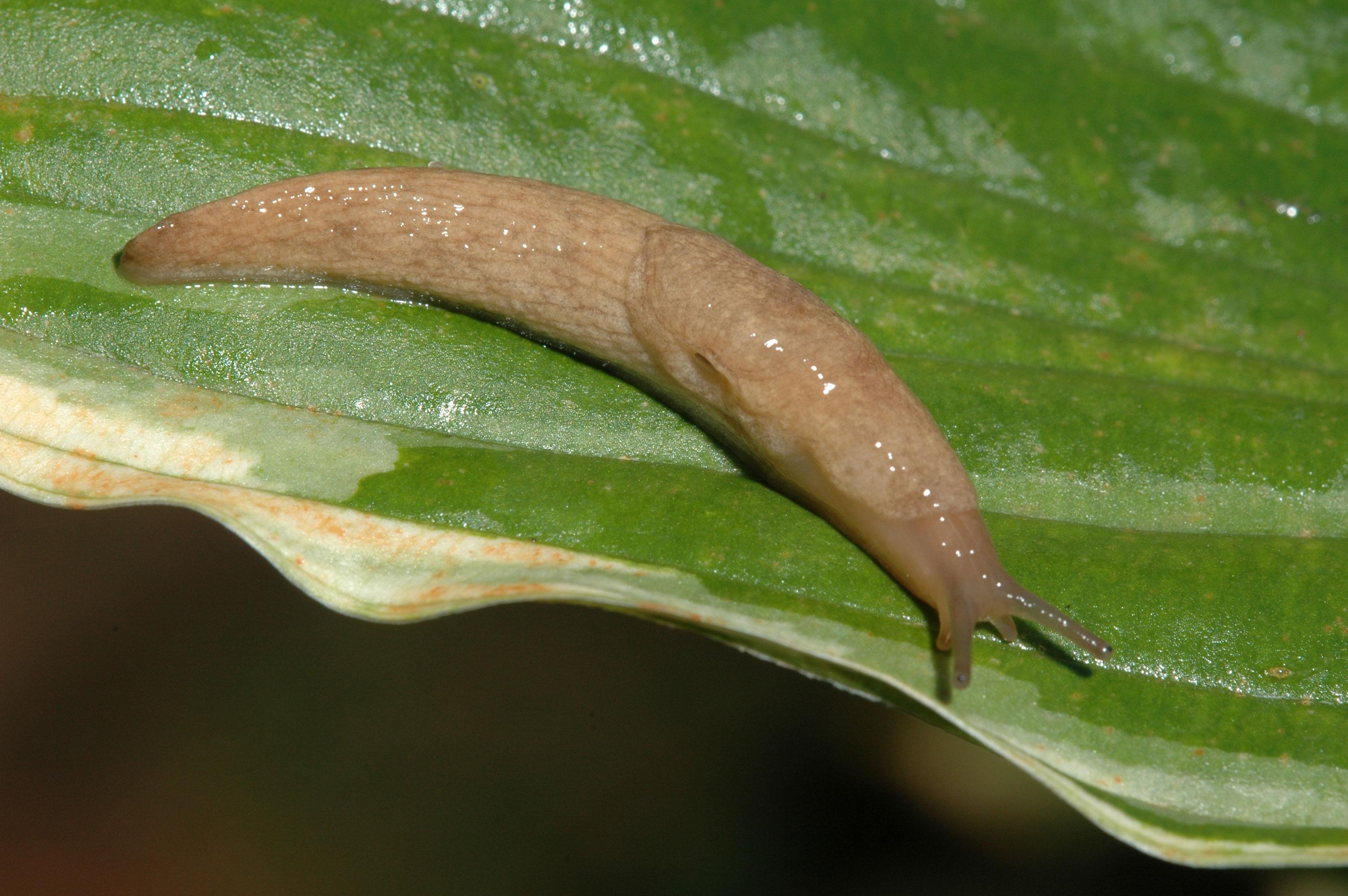 Slugs in home gardens | UMN Extension