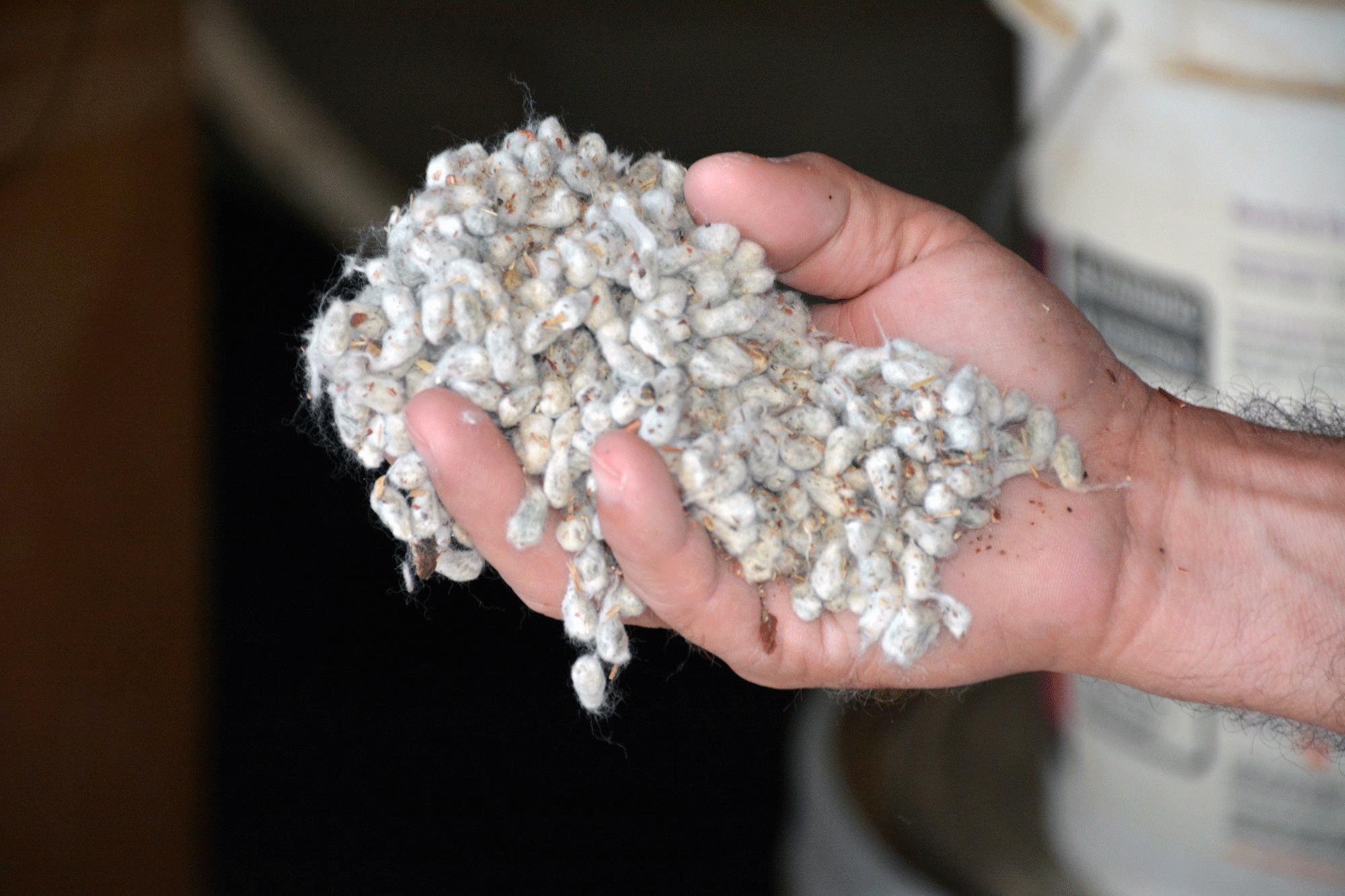 Mergers could result in cotton seed price surge