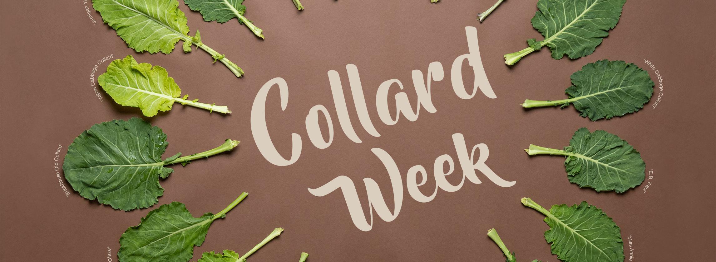 Collard Week - The Heirloom Collards Project