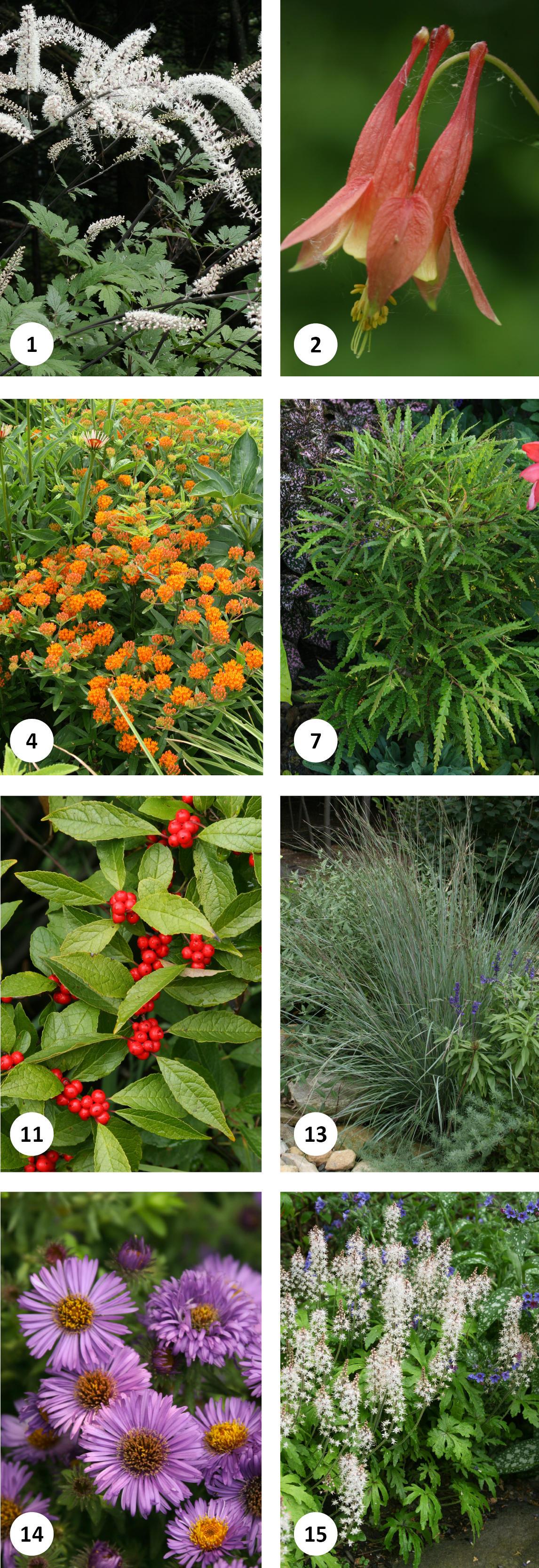 15 Great Deer-Resistant Native Plants | Audubon Connecticut