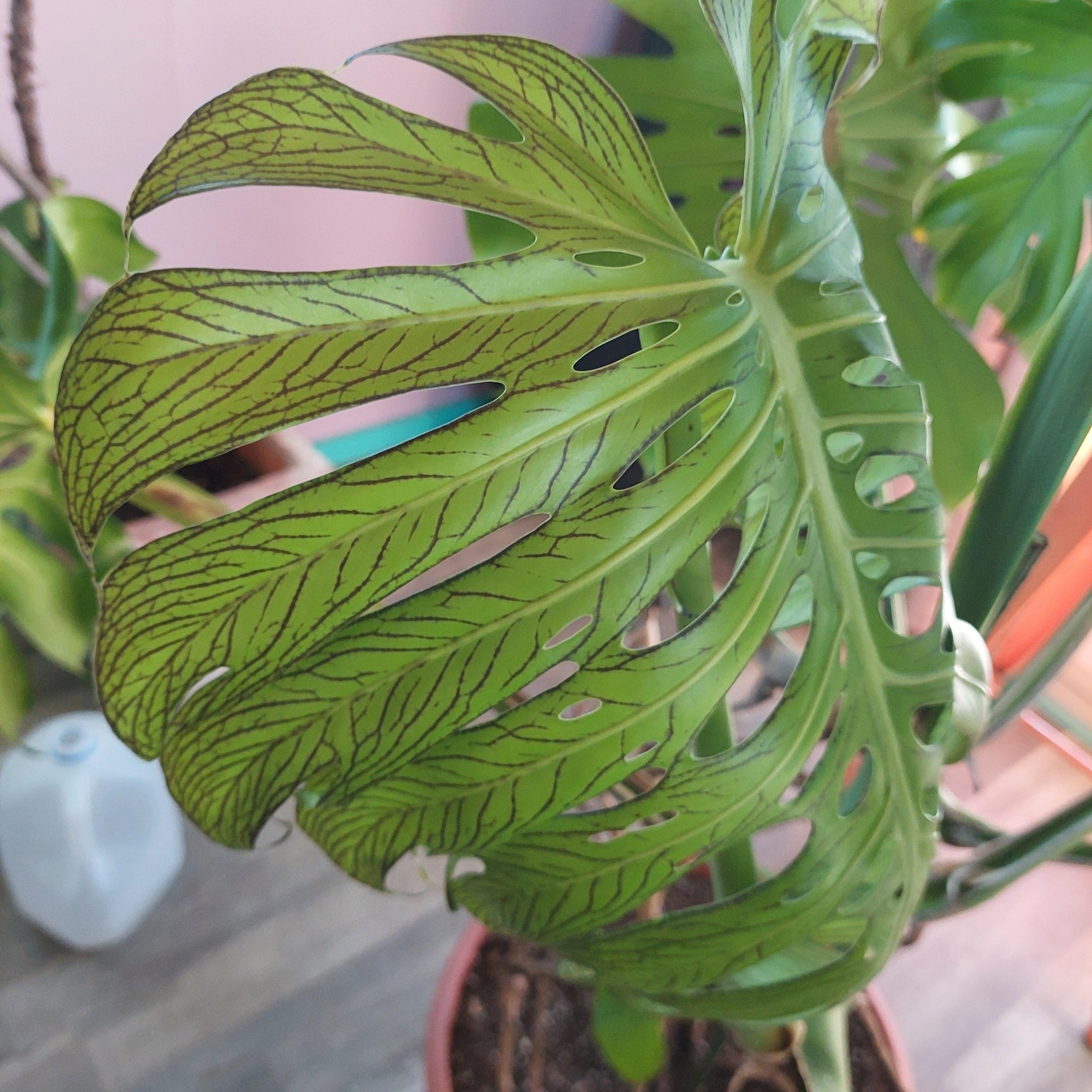 Anyone know why this happened? : r/Monstera