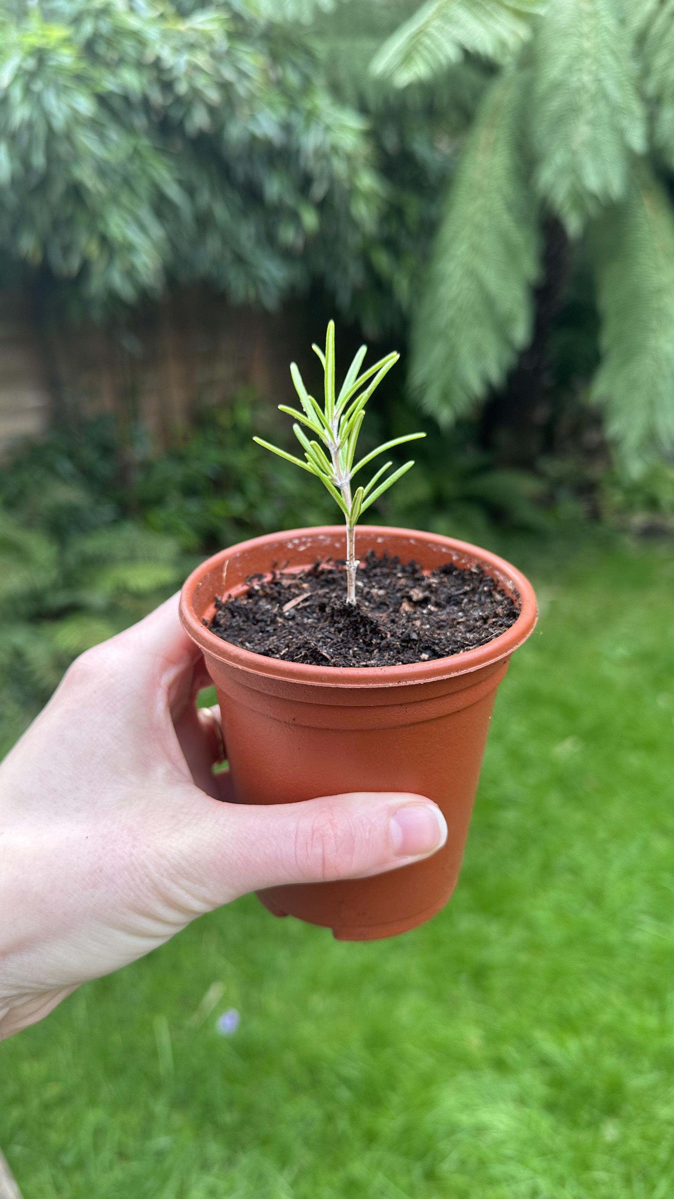 How to Propagate Rosemary: A Step-by-Step Guide — Meadowlark Journal