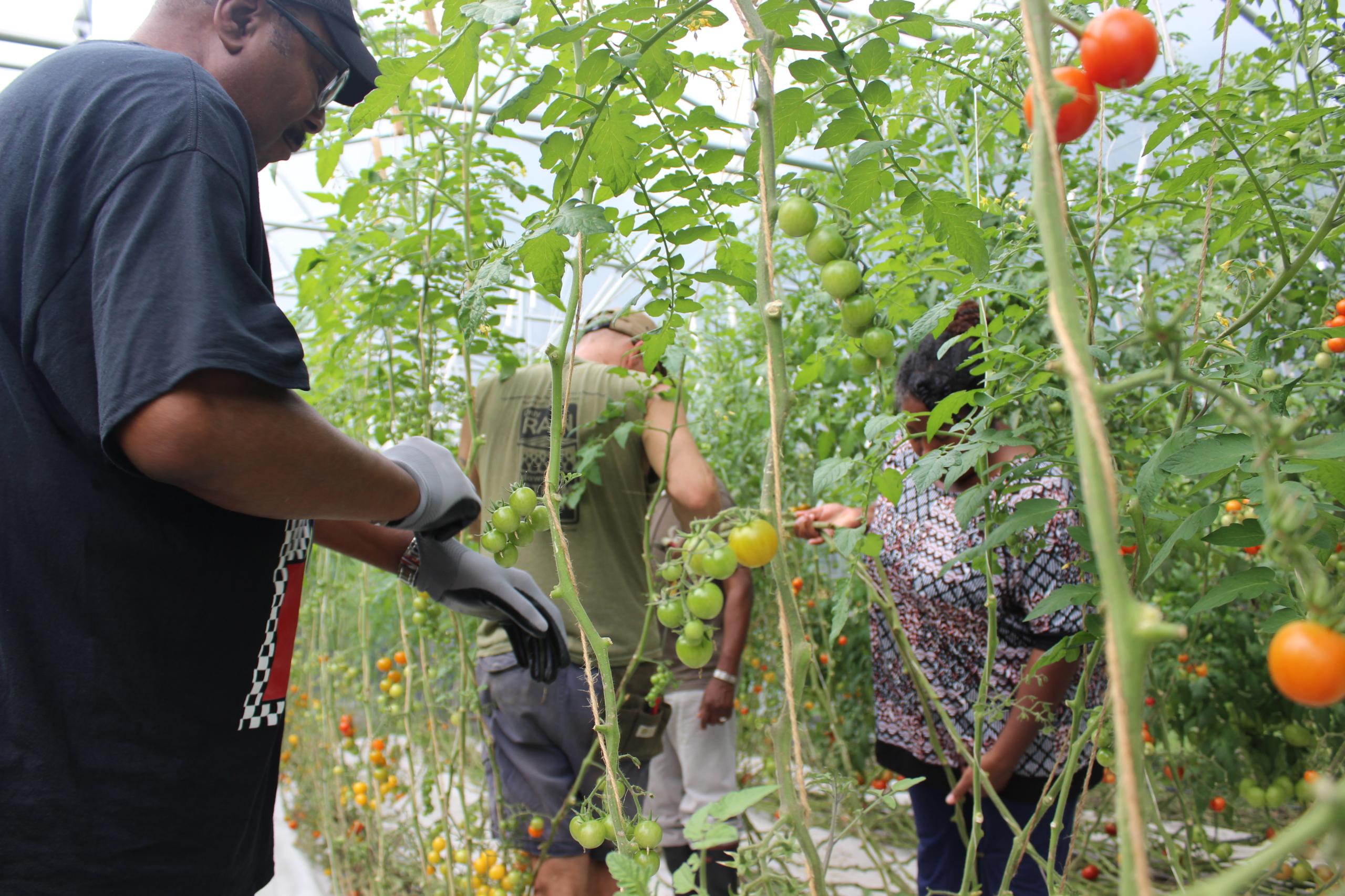 Organic Greenhouse Vegetable Production – ATTRA – Sustainable ...
