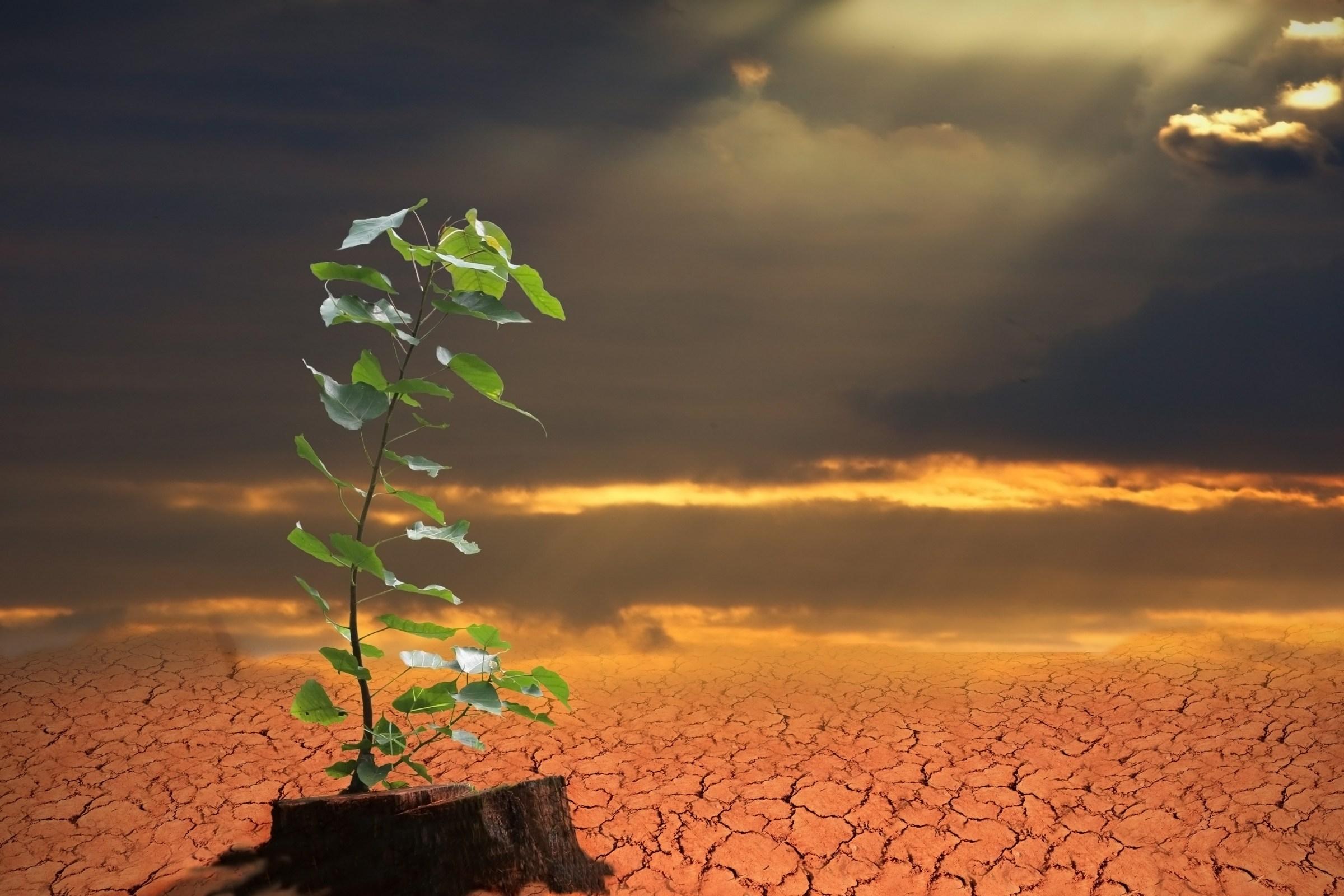 Why the debate over the Bayer-Monsanto deal is so important for ...
