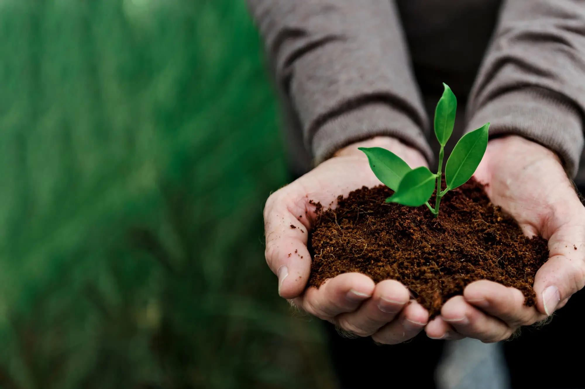 14-14-14 Fertilizer: A Guide to Balanced Plant Nutrition - Yara Fert