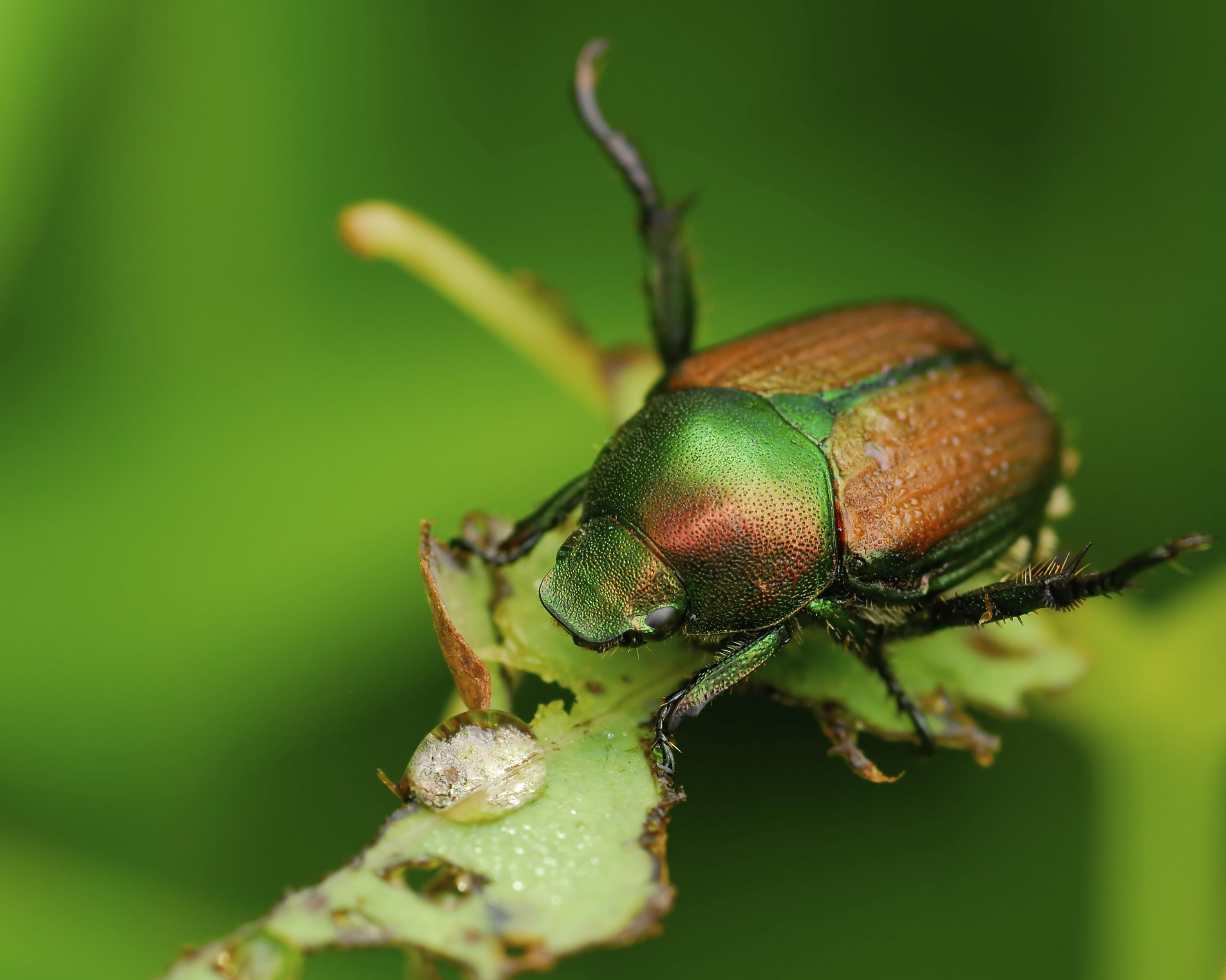 Japanese Beetles | Extension | West Virginia University