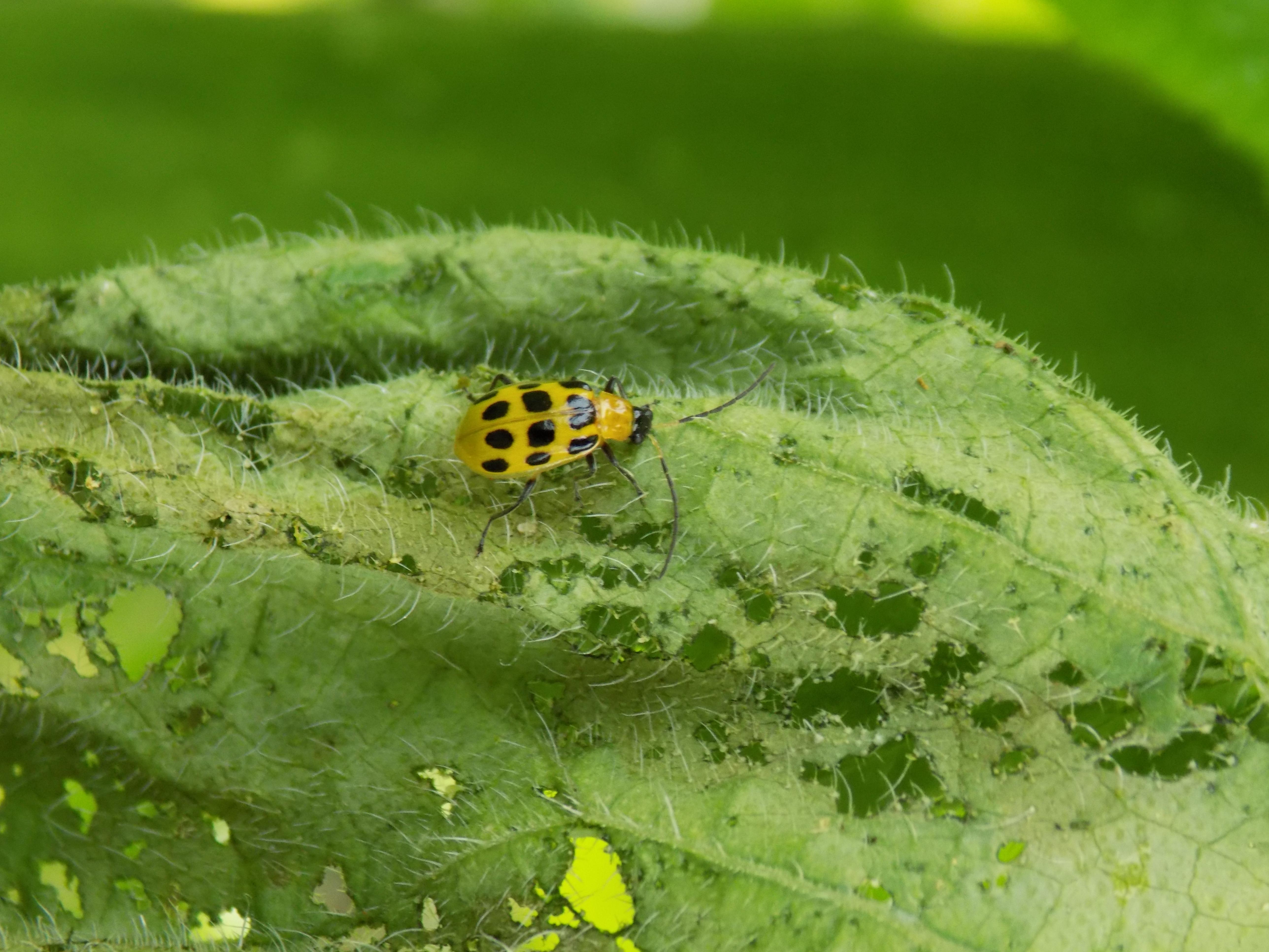 Cucumber beetles