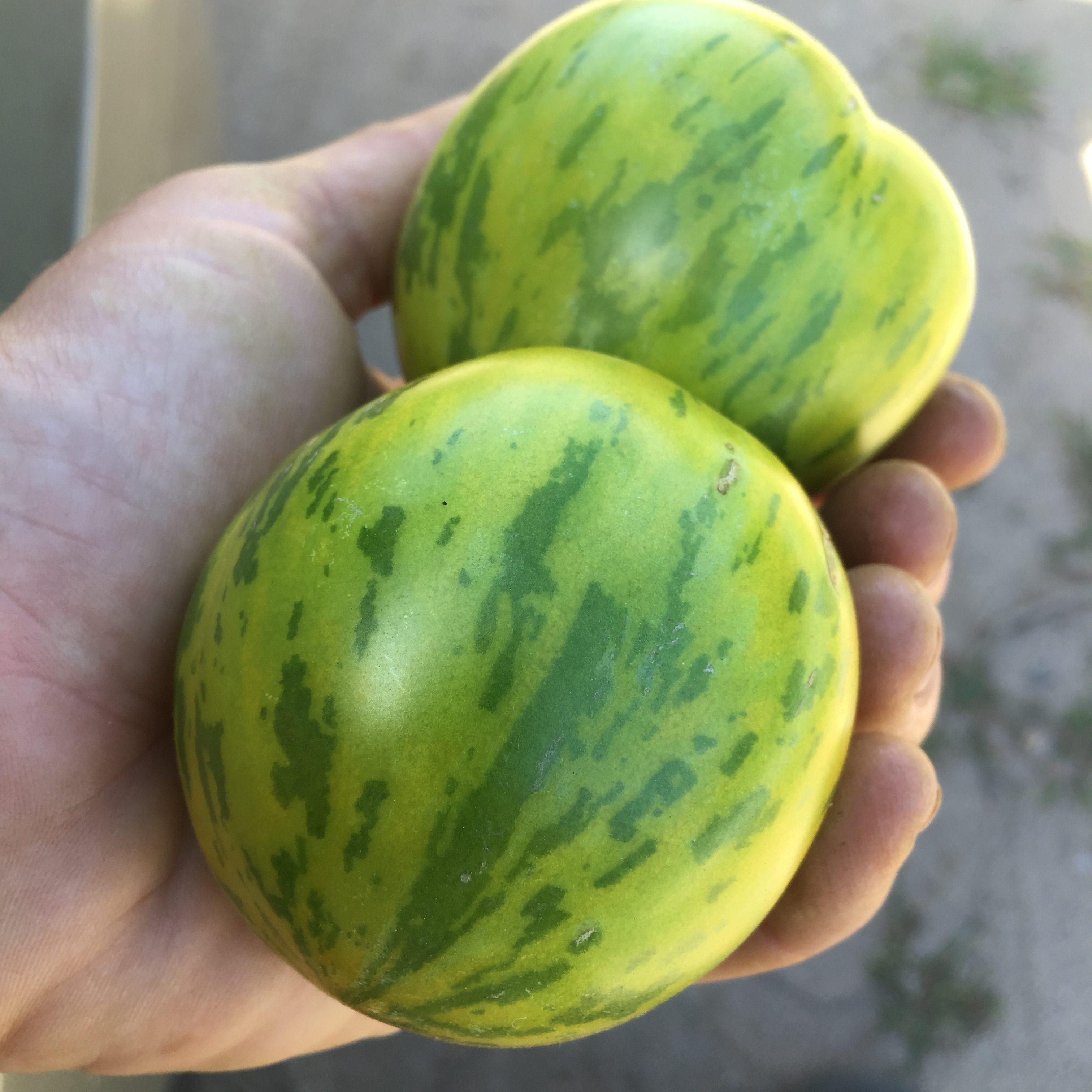 Green Zebra Tomato: 3.5″ pot – Stony Hill Farm