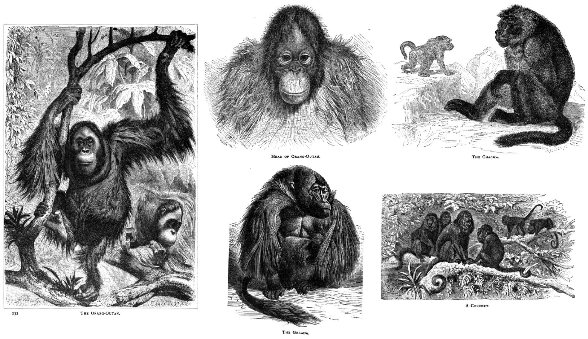 P.T. BARNUM. THE WILD BEASTS, BIRDS AND REPTILES OF THE WORLD, THE ...