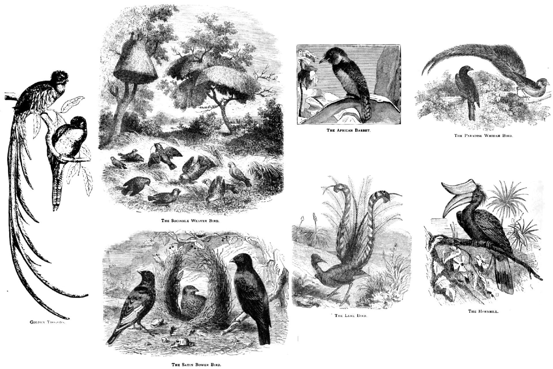 P.T. BARNUM. THE WILD BEASTS, BIRDS AND REPTILES OF THE WORLD, THE ...