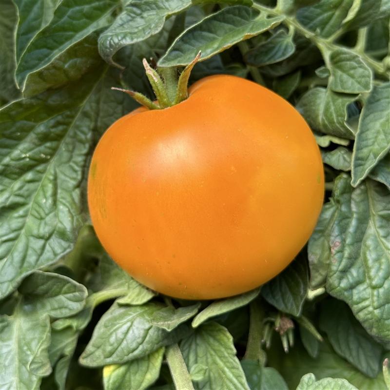 Moonglow <b>Organic Heirloom Tomato</b> Seeds | TomatoFest