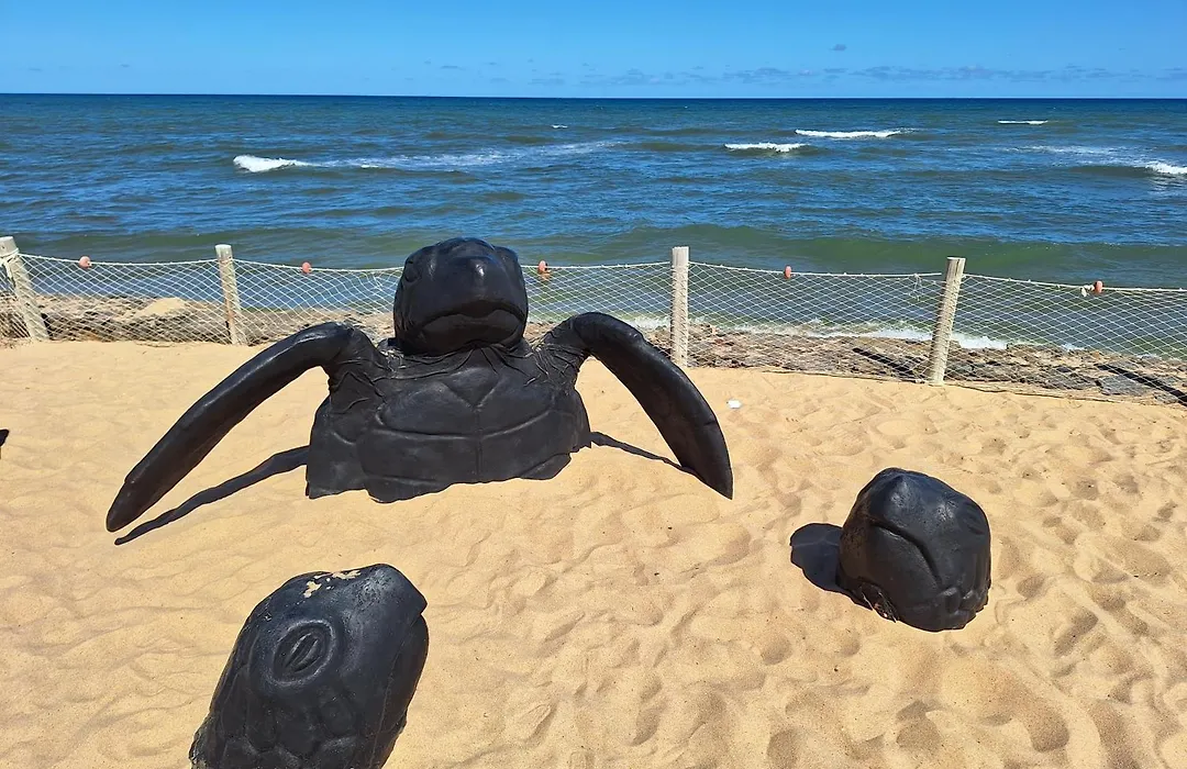 Praia Do Forte Proximo Ao Projeto Tamar!!!!-1