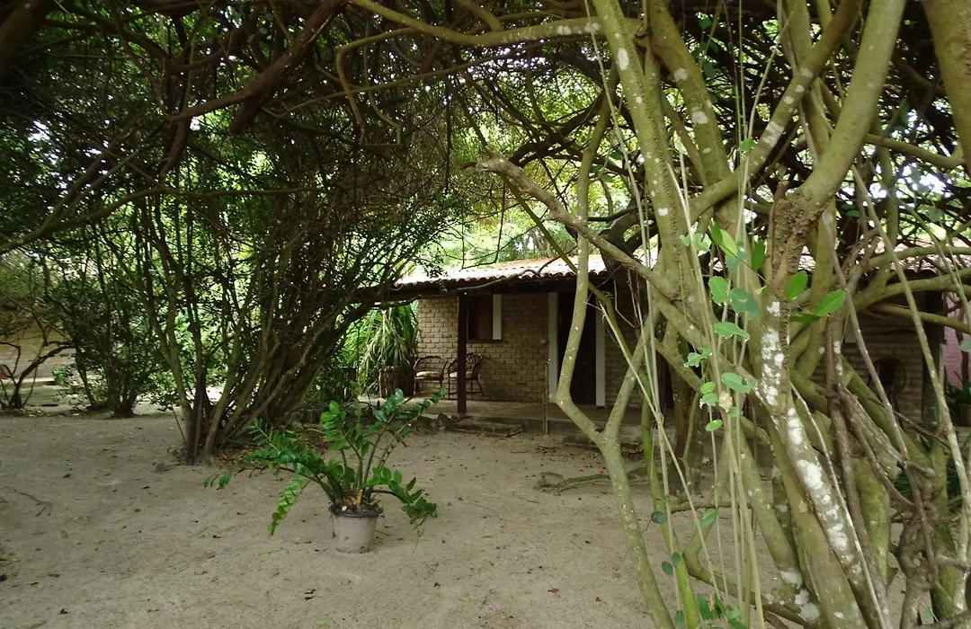 Jungle House-1