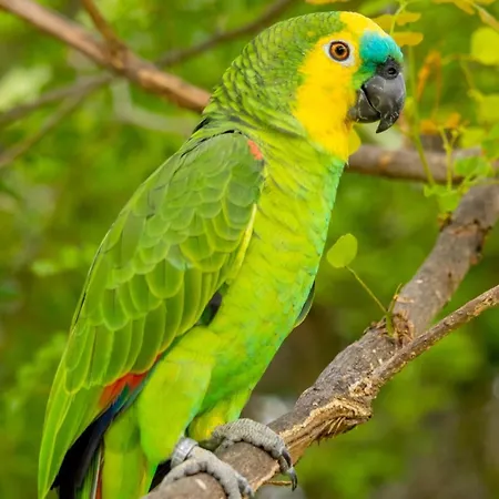 Pousada Castanho-2