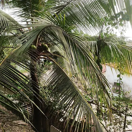 Pousada Tropical Brasil Jeri-3