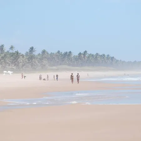 Mangobrazil-3