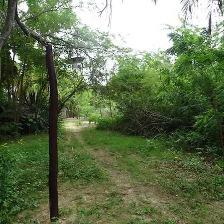 Jungle House-3