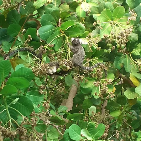Ecolodge Batel Alagoas-3