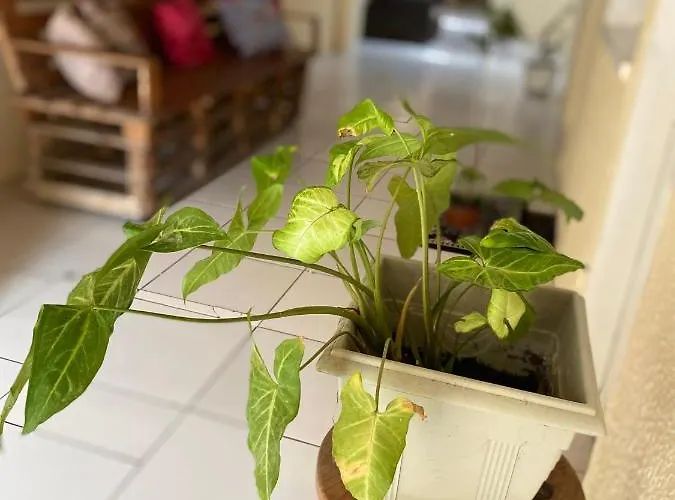 Resorts e hotéis com parques aquáticos em Fortaleza (Ceara)