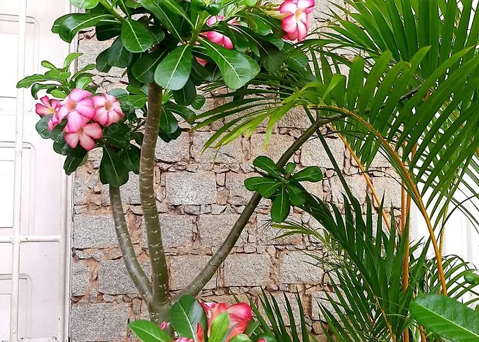 Estacao Primavera Prox Pelourinho, Metro E Arena F Nova Salvador