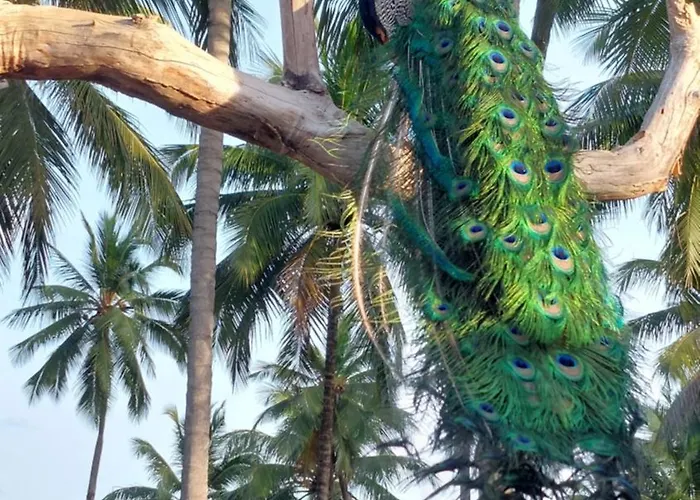 Coco Pontall Bangalôs Coruripe