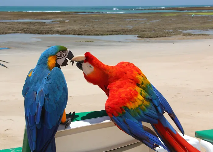 Hotéis de praia de Porto de Galinhas