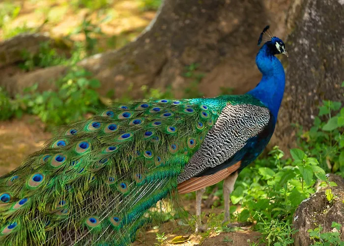 Hotel Tavares Correia Garanhuns que aceita animais de estimação
