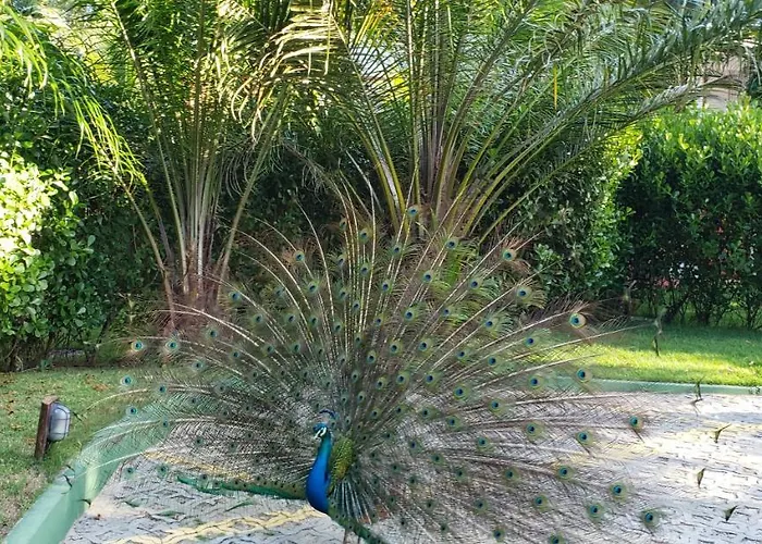 Apto Incrivel Em Condominio Lindo Praia do Forte